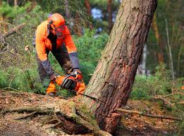 Why Choose Our Tree Removal Services in Wichita, KS?