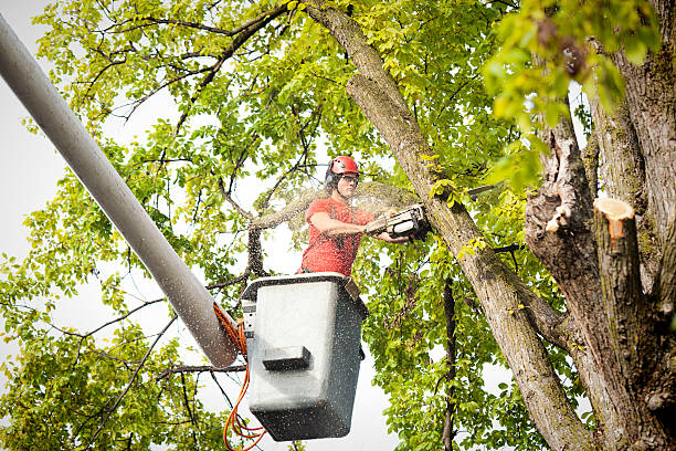 Wichita, KS Tree Services Company